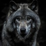 Episode 4 - Davidwolf's podcast