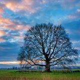 L'albero di Elena