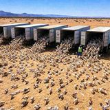 Eles deixaram um milhão de coelhos soltos em um deserto o que aconteceu a seguir chocou a todos