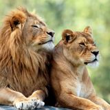Life Lessons from Lions Part1.mp3