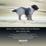 #43 - Perchè il vento potrebbe essere un problema per il nostro cane.