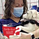 Pet Emergencies … What Can and Can’t Wait? in Veterinary Medicine