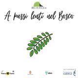 Gli alieni al Bosco Grande