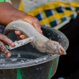 Hadj 2026, disponibilité du poisson à N’guigmi et agriculture (Le Niger sur Kalangou)
