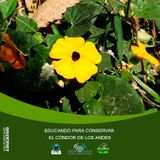 NUESTRO OXÍGENO Educación ambiental una mirada hacia la conservación – Blga. Ángela Arredondo Castrillón