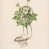 Show 307: Fly Poison, Lead Plant and Rue Anemone