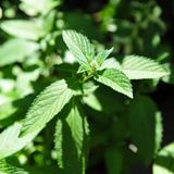 Il potere della menta: freschezza, rigenerazione e saggezza nel cuore di luglio