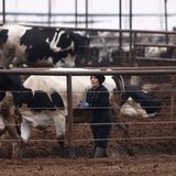 Why Fewer Immigrants Doesn't Mean More Jobs