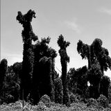 They Said It Was The Trees by Matt Smart