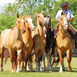 Criollo - Horses of Argentina