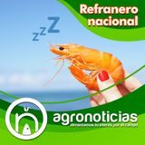 444 El que siempre borrego, nunca pastor