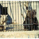 Dopo 3 anni di ricerca ecco la storia di Misha, l'orso del Villaggio Eni di Borca.