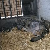 I lupi malati o feriti troveranno… tana nel Centro di Recupero di Villabalzana