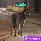 Rayito, el perro que jamás dejó de caminar