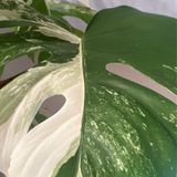 Episode 264 - Adjusting watering when changing your soil