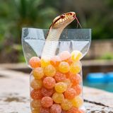 The Fruit and the Snake