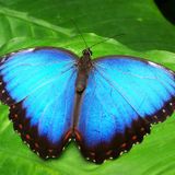 Ecología para todos: La Mariposa del Año 2026