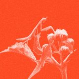 01. Te hiere soñar en español | Paloma Chen