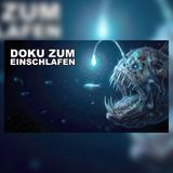 Wenn die Tiefsee nachts nach oben kommt | Doku zum Einschlafen
