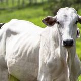 Exportações em alta sustentam a arroba do boi | BBcast Agro – 03/07/2025