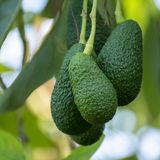 El cultivo de aguacate se expande por España ante la falta de agua en Málaga