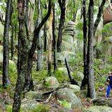 The ancient trails of the South East Forests