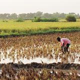 Protection des cultures, prévention des inondations et équilibre familial (Le Niger sur Kalangou)