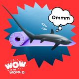 A Shark Tail: Can a Yoga Class Learn the Secrets of the Thresher Shark? (Encore)