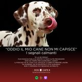 #010 - Oddio il mio cane non mi capisce - i segnali calmanti