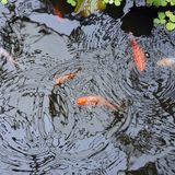 Aquaponics For Preppers - The Next Generation Show
