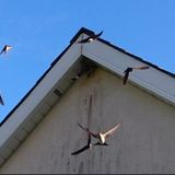 Chirping flock overhead #audiolog