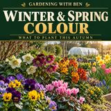 Autumn Flowers for Winter and Spring Colour | Pansies, Cyclamen, Hellebores & Bulbs