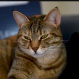 S130E3: That's Exactly How I Would Have Described It 'Spooky' - Emmy Hikins On Being Half-Eyed Open Sleep