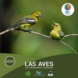 NUESTRO OXÍGENO Las aves, sus curiosidades y diversidad