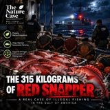 The 315 Kilograms of Red Snapper