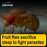 Fruit flies sacrifice sleep to fight parasites