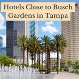 Exploring Tampa Hotels Near Busch Gardens