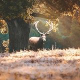 Why the Tiger and the Stag Fear Each Other | Brazilian Folk Tales