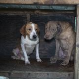 Laura Koivula - Humane Society of the US - Dogs Rescued in North Florida