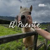 Terapia al paso equino