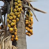Police de proximité, environnement et traditions agricoles (le Niger sur Kalangou)