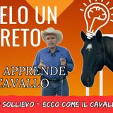 # 156 - Rilascio o sollievo - come il cavallo impara