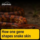 How one gene shapes snake skin