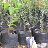 Environnement, entrepreneuriat et journalisme (Le Niger sur Kalangou)