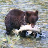 Survival Medicine Hour: GMO Salmon, Medical Emergencies