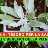 Salvia, Tesoro Per La Salute: Gli 8 Benefici Della Pianta!