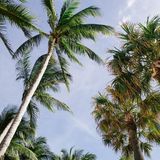 Una nuova mappa svela gli alberi invisibili dei tropici