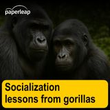Socialization lessons from gorillas