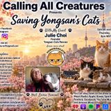 Saving Yongsan's Cats