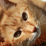 Gandolfo el gatito que perseguía una estrella